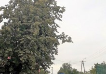 Lipa w Borkowie - drzewo - strażacy [fot. SP Borkowo] - powiększ