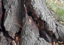 Chora lipa w Borkowie - drzewo  [fot. SP Borkowo] - powiększ