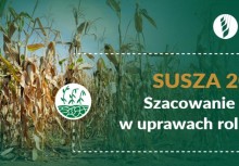 Na grafice wyschnięte zboże, logo Ministerstwa Rolnictwa i Rozwoju Wsi oraz napis: 'Susza 2021 Szacowanie strat w uprawach rolnych'