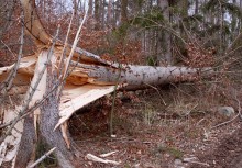 Na zdjęciu powalone drzewo.