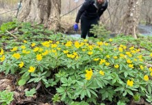 Na pierwszym planie żółte kwiaty. W tle osoba sprzątająca brzeg - powiększ
