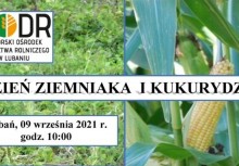 Plakat w formacie jpg. : logo PODR (Pomorski Ośrodek Doradztwa Rolniczego), Dzień ziemniaka i kukurydzy, Lubań 9 września 2021 r. godz. 10:00 - powiększ