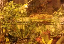 [fot. nadesłane] Borkowscy uczniowie na Nocy Biologów - powiększ
