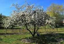 Na zdjęciu kwitnące drzewo. 