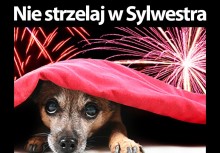 Nie strzelaj w Sylwestra! - powiększ