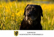 Na zdjęciu czarny pies, na dole herb i napis 'SAMORZĄD WOJEWÓDZTWA POMORSKIEGO'.  - powiększ