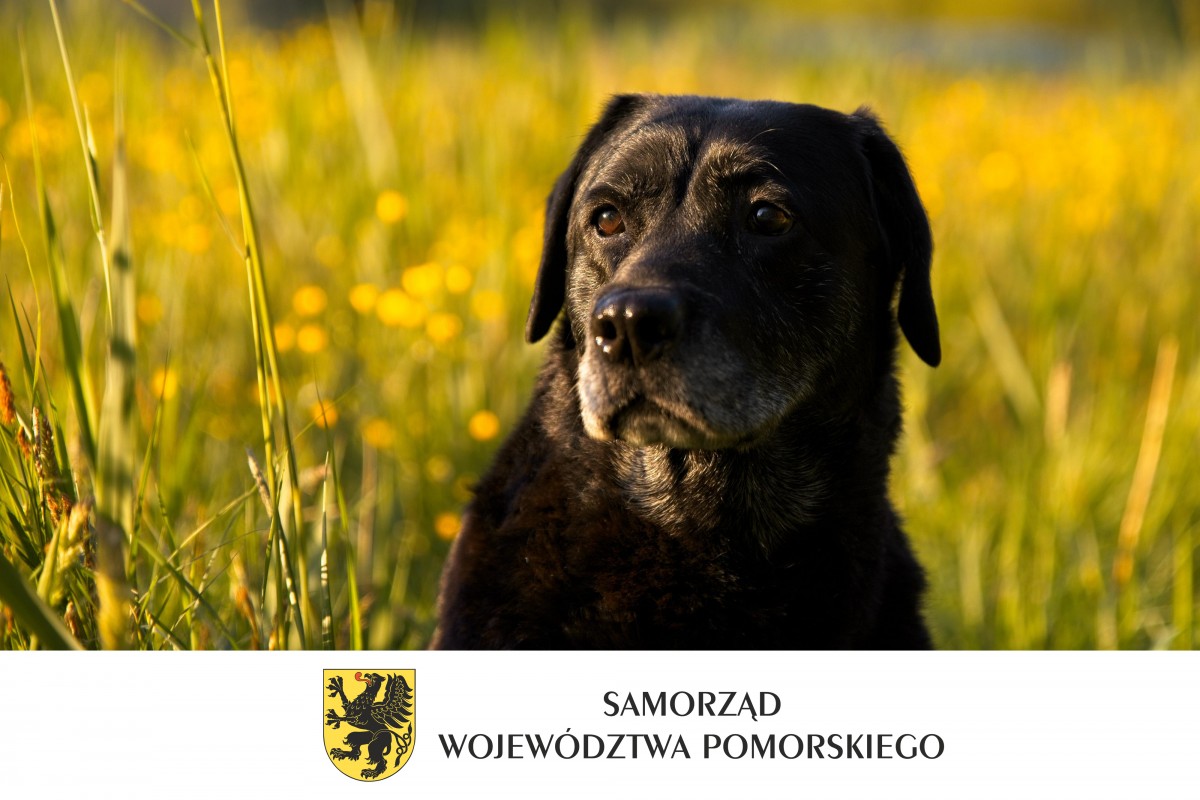 Bezpłatna sterylizacja, kastracja i czipowanie zwierząt w Gminie Żukowo.